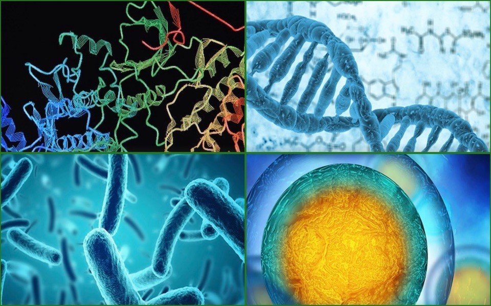 collage of cells